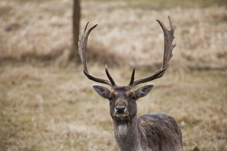 Fallow Deeron the meadow in the autumn