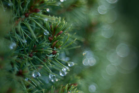 Spruce branch closeup with nice bokeh effectの写真素材