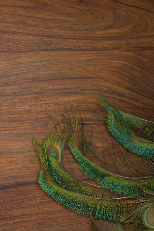 peacock feathers backgroundの写真素材
