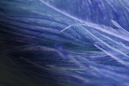 close up of ostrich feathers for backgroundの写真素材