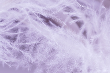 close up of ostrich feathers for backgroundの写真素材