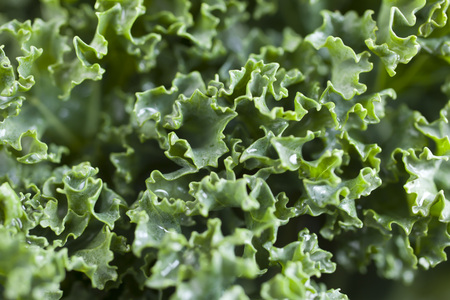 Healthy Raw Green Kale