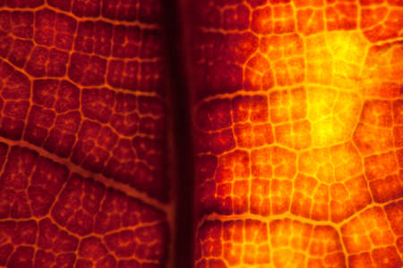 brown leaf nature background closeup