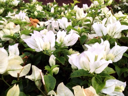 Whit paper flowers の素材