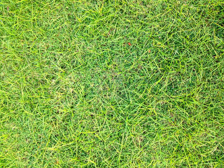 Grass textureの素材