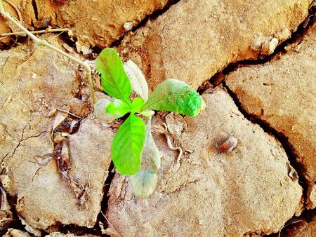 Plant over the dry landの素材