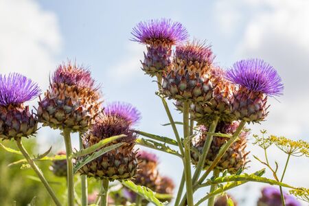 group of artichokes blooming in organic garden in the summertime with natural daylightの写真素材