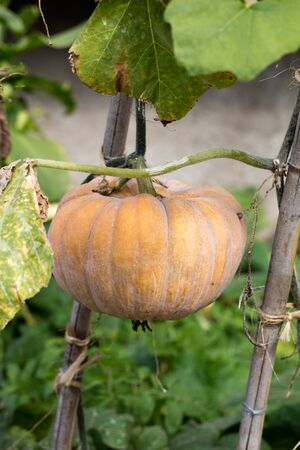 seasonal gardening - one small green pumpkin elevated on wooden support for old ornamental gardenの写真素材