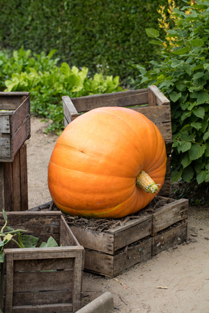 seasonal gardening - one giant orange pumpkin set on wooden chips in antique fruit crates in authentic decorative garden full of greensの写真素材
