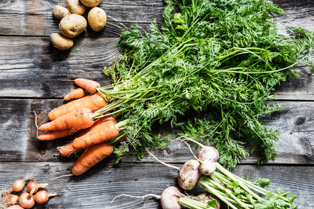 ingredients for fall soup made of organic carrots with tops, potatoes, onions and turnips for...