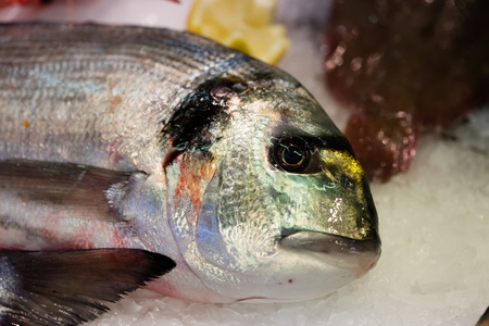 beautiful sea bream fish with colorful scales and fresh eye on cold ice for seafood and shellfish...
