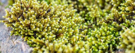 detail of fresh humid green moss on pink granit for natural soft and rough texture and contrast の写真素材
