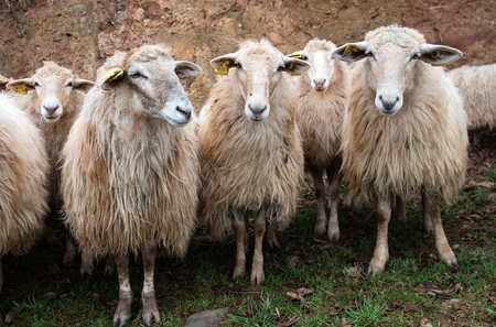 closeup of a group of long wool hair sheep waiting with curiosity in a winter mountain for French breed, farming, countryside and ecologyの写真素材