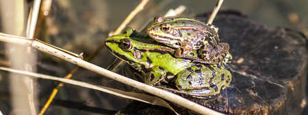 European female and male frogs in couple mating on a stone of a pond with water and reed for animal breedingの写真素材