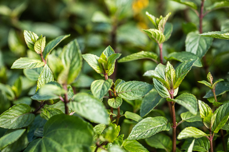aromatic mint buds and stems in perennial garden with green blurred background for their fresh foliage or botanic wallpaper, outdoorの写真素材