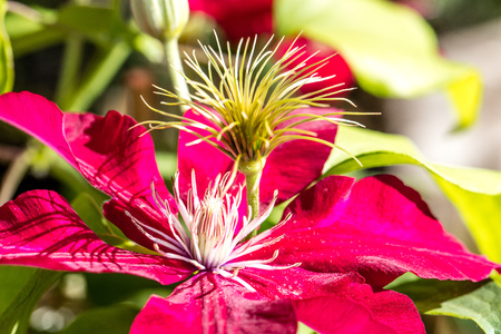 Red Passion clematis pistils and flowers in a sunny garden in the summer, name Rebecca clematisの写真素材
