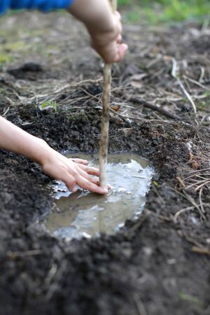 Anonymous child hands having fun playing in mud with water, dirt and wooden stick, observing,...
