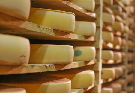 European cheese wheels refining cellar on traditional spruce wooden shelves in the French Jura,...