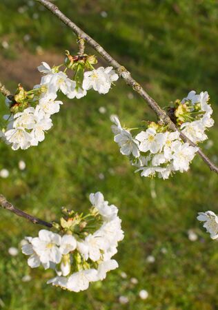 Flowers of cherry blossom blooming over a springtime background for gardening and natural beauty, outdoorsの写真素材