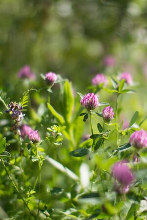 wild clover flowers in meadow, backyard or garden - blurry effect still-life for nature backgroundの写真素材