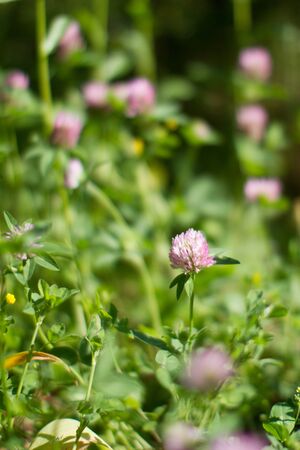 Blurry effect for botanical background. Closeup of melliferous wild clover flowers in meadow, grass, backyard or garden for flora powerの写真素材