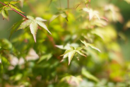 blurry effect on leaves of Acer Palmatum, Little Princess maple tree for tree power and green beauty...
