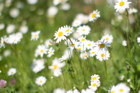 group of Leucanthemum Vulgare or wild daisies with blurry effect in springtime green meadow or grass for symbol of love and beautiful melliferous European floraの写真素材