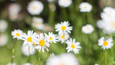 nature banner of wild daisy flowers with blurry effect in springtime green meadow or grass for symbol of love and beautiful melliferous European floraの写真素材