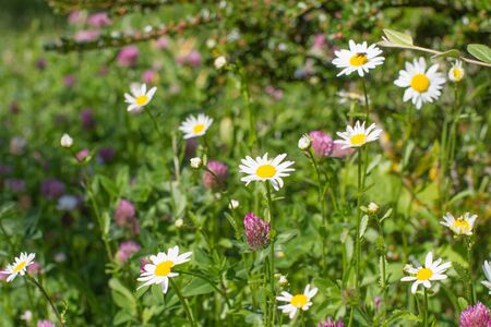 Closeup of wild daisy and clover flowers with insects, shrub and grass for beautiful various environment and European floraの写真素材