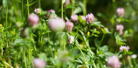 Blurry effect for botanical background. Wild clover flowers in meadow, grass, backyard or garden for melliferous floraの写真素材