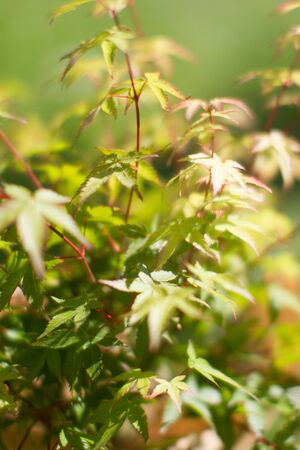 leaves of maple tree or Acer Palmatum, Little Princess type for tree power and green beauty in your backyard or garden - blurry effectの写真素材
