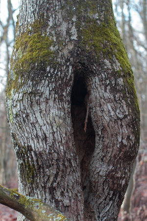 weird oak tree trunk with funny leg shape and refuge for insects and animals in the woods, winter...