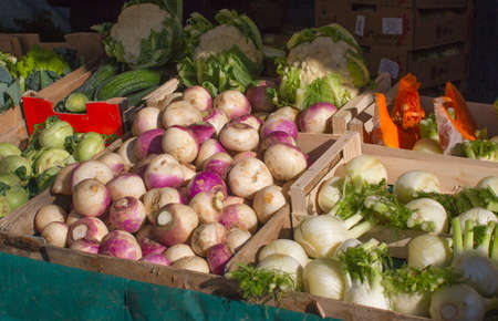 turnips, cabbages, fennels, pumpkins and other vegetables at market in sunny winter timeの写真素材