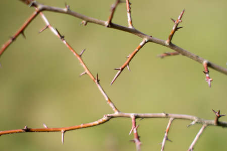 macro of shrub with thorns over green blurred background, backyard in winter and springtimeの写真素材