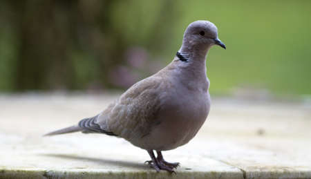 birdwatching: collared turtle-dove, migratory big bird from Europe, standing on marble table, blurred green garden backgroundの写真素材