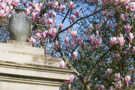 old stone vase, spiritual symbol for eternity or memory on ancient monument with beautiful springtime magnolia flower tree backgroundの写真素材