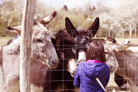 child feeding a group of Mediterranean and black donkeys through fence from springtime meadow with...