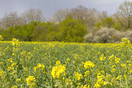 wooded countryside background for a more sustainable canola flower field - good for protecting wild...