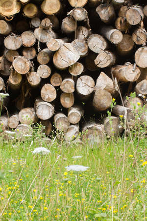 dried wood stack of small trunks with green and flowers as biodiversity in the forefrontの写真素材