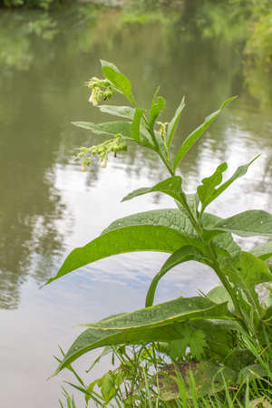 aquatic flora with comfrey, knitback, knitbone or Symphytum Officinale by the riverの写真素材