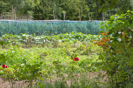 big vegetable garden with tomato plants under protective nets, squashes, pumpkins and roses in the forefrontの写真素材