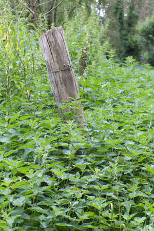 rustic wooden fence invaded by nettle or Urtica Dioica for humid meadow and rich soil, France, Europeの写真素材
