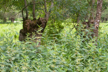 French typical pollarded ash trees and bushy nettle Urtica Dioica in Poitou Green Venice marsh, Europeの写真素材