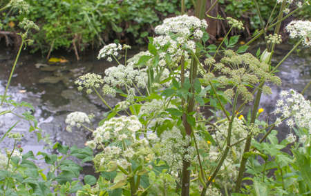 giant hogweed plant and flowers of Umbelliferae for local botanic and flora in Green Venice marsh, France, Europeの写真素材