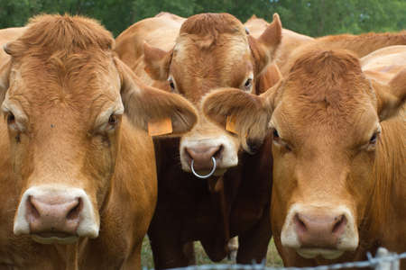 closeup of calm young cows and bull in their meadow, Limousine animals in Europe outdoorsの写真素材