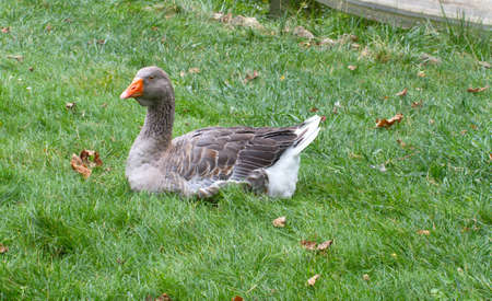 Closeup of gray goose and gander from the French Marais Poitevin in green park. Protected big domestic typical goose from this area of Franceの写真素材