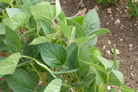 closeup of a row of organic soya bean plants and soil for natural carbohydrates in field, Franceの写真素材