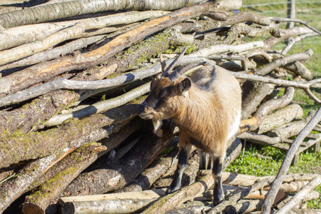 small goat climbing on big stack of tree logs piled up in the sunの写真素材