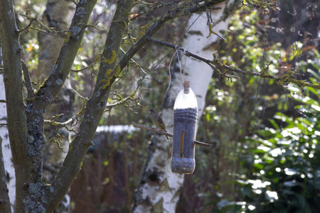 winter feeding garden birds - one greenfinch perched on a recycled plastic bottle filled up with sunflower seeds for DIY and environmentの写真素材
