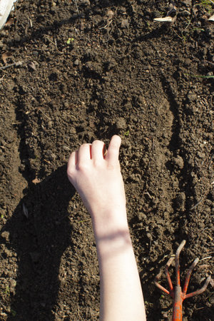 kid hand preparing organic soil to sow seeds to harvest home grown vegetables - gardening top viewの写真素材